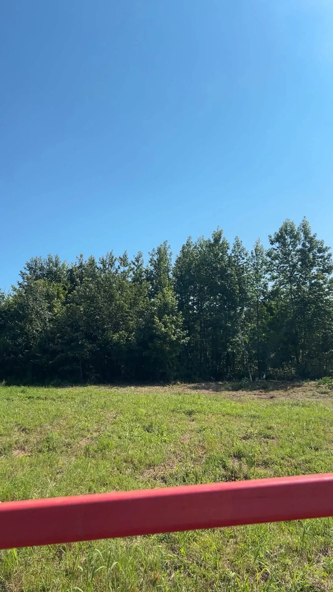 Tree line on a Dickson County property ready for tree clearing work